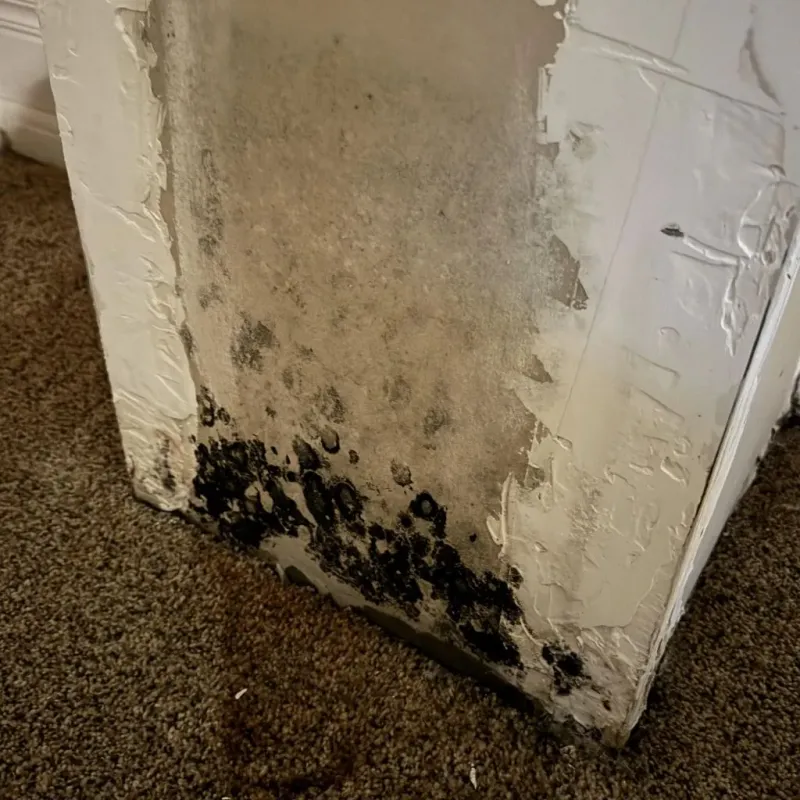 Professional Mold Removal in Sulphur Springs, TX